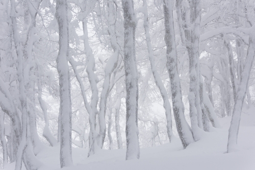 6-nature-photography-forest-photography-winter-vosges-france